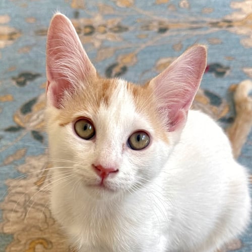 LEGOLAS - Domestic Short Hair available for adoption