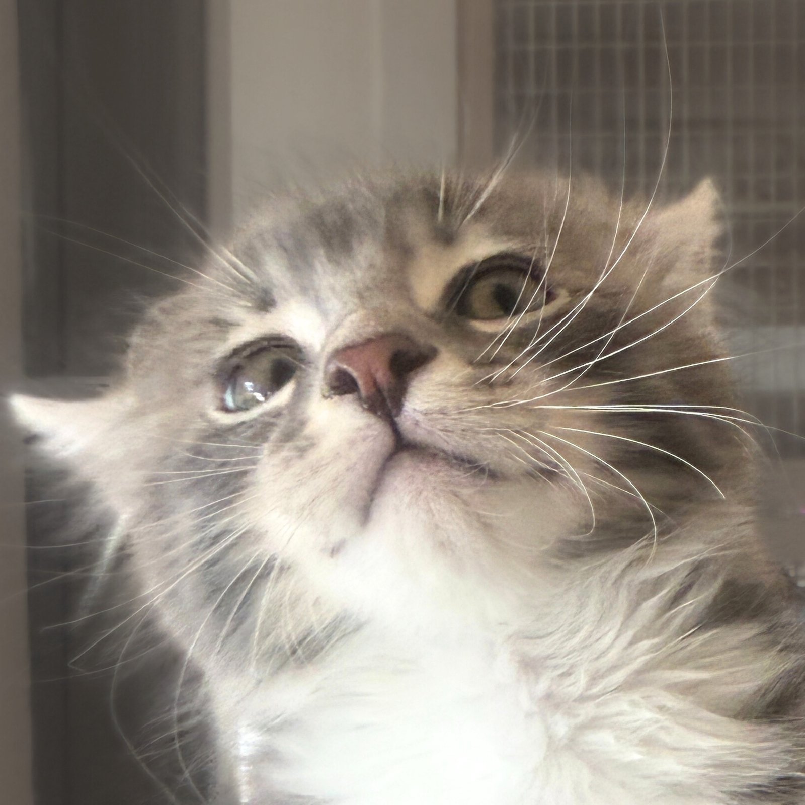 STARFISH - Domestic Medium Hair available for adoption