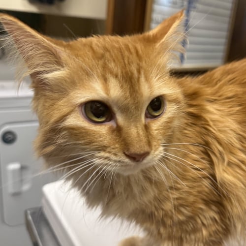 GREENLAND - Domestic Long Hair for adoption in Santa Fe