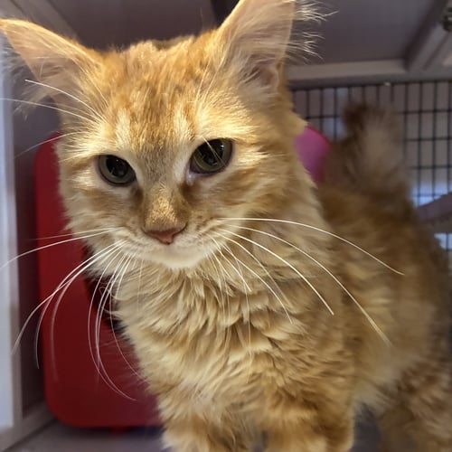 GREENLAND - Domestic Long Hair available for adoption