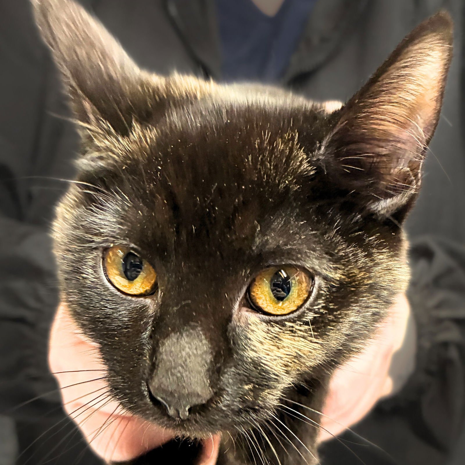 MOCHA - Domestic Short Hair available for adoption