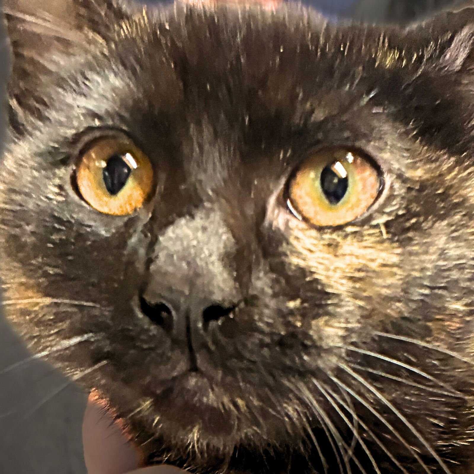 MOCHA - Domestic Short Hair available for adoption