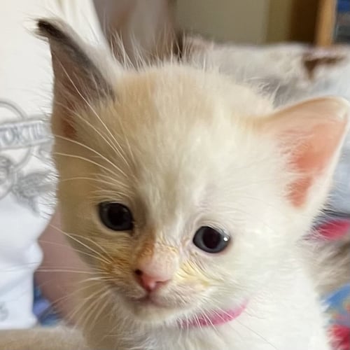 TOPAZ - Domestic Short Hair available for adoption