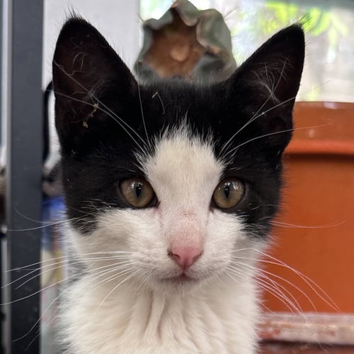 SALUKI - Domestic Short Hair available for adoption
