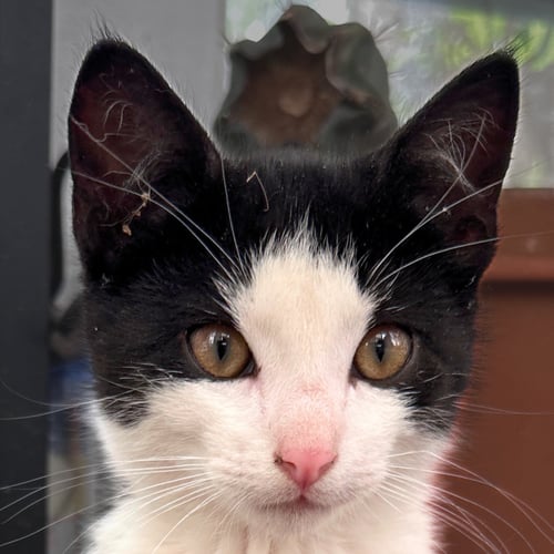 SALUKI - Domestic Short Hair available for adoption