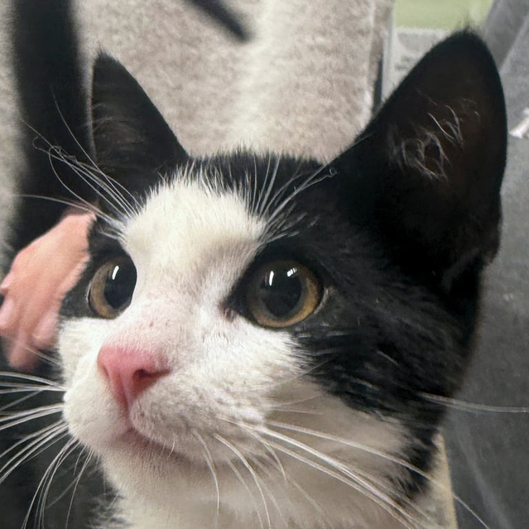 Saluki Image