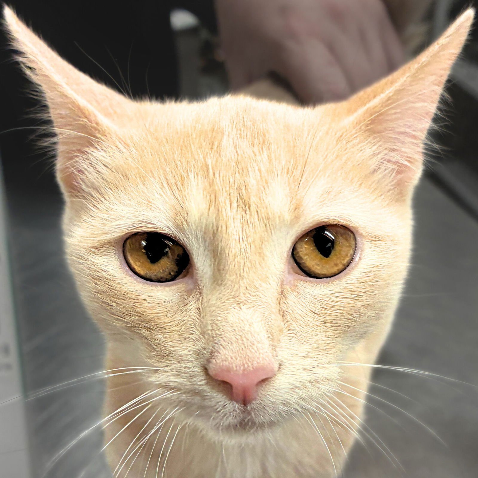 CUSTARD - Domestic Short Hair available for adoption