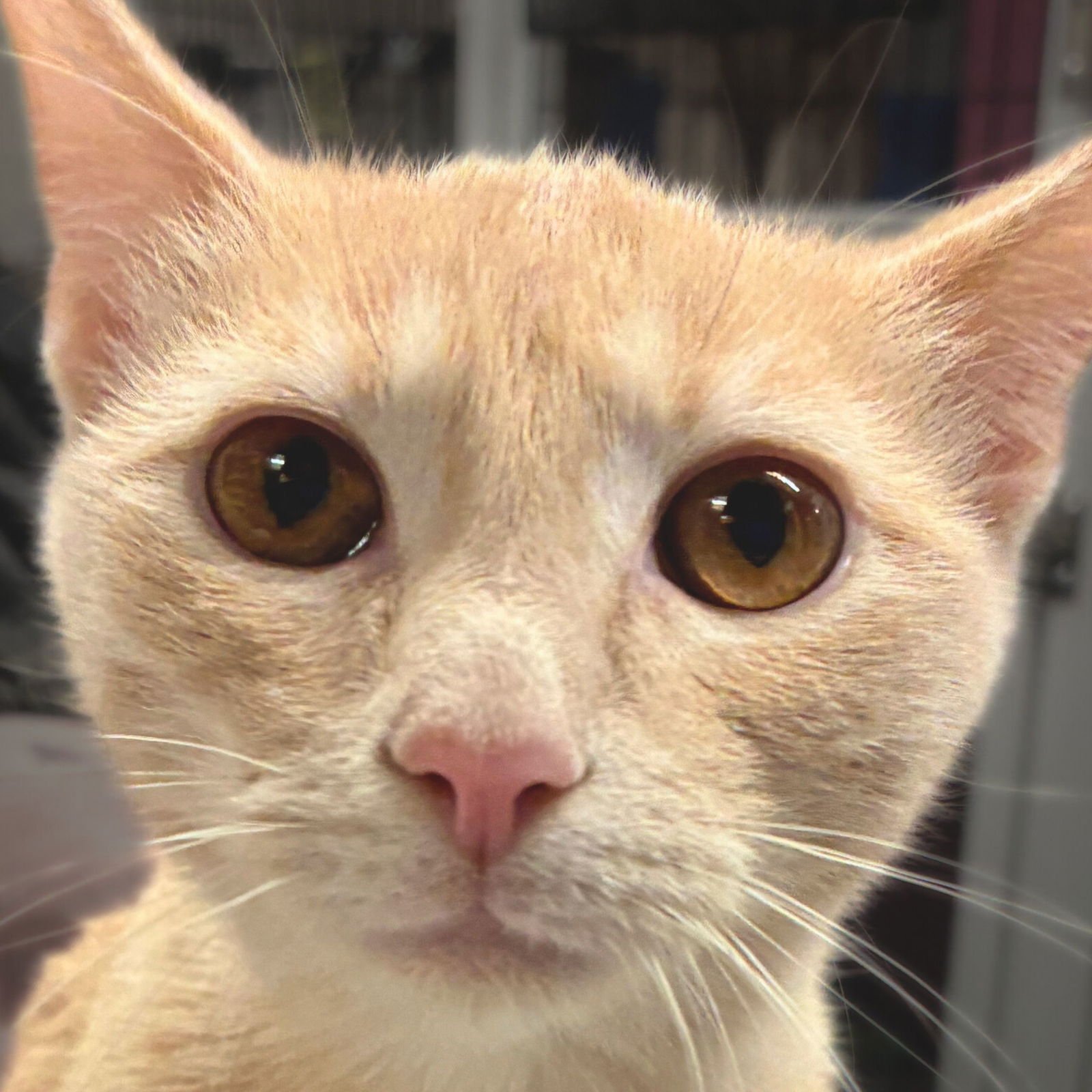 CUSTARD - Domestic Short Hair available for adoption