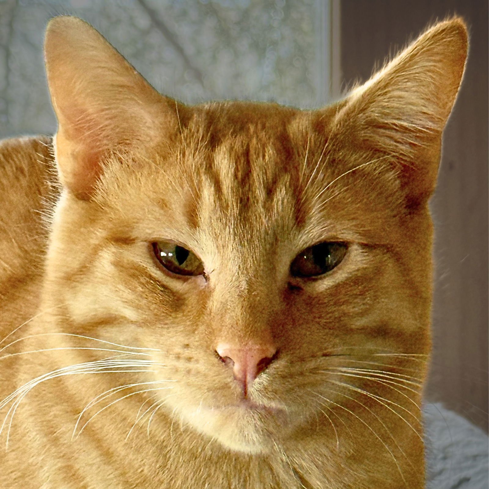 BEN [AND DAISY] - Domestic Short Hair available for adoption