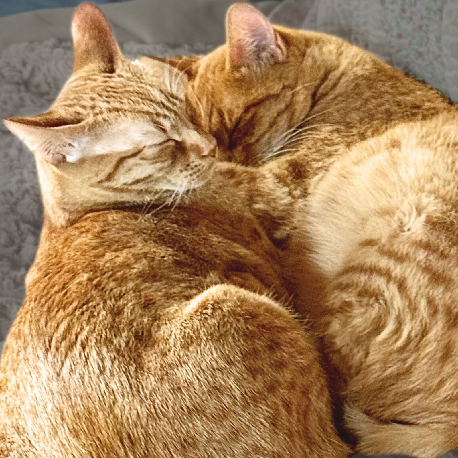 BEN [AND DAISY] - Domestic Short Hair available for adoption