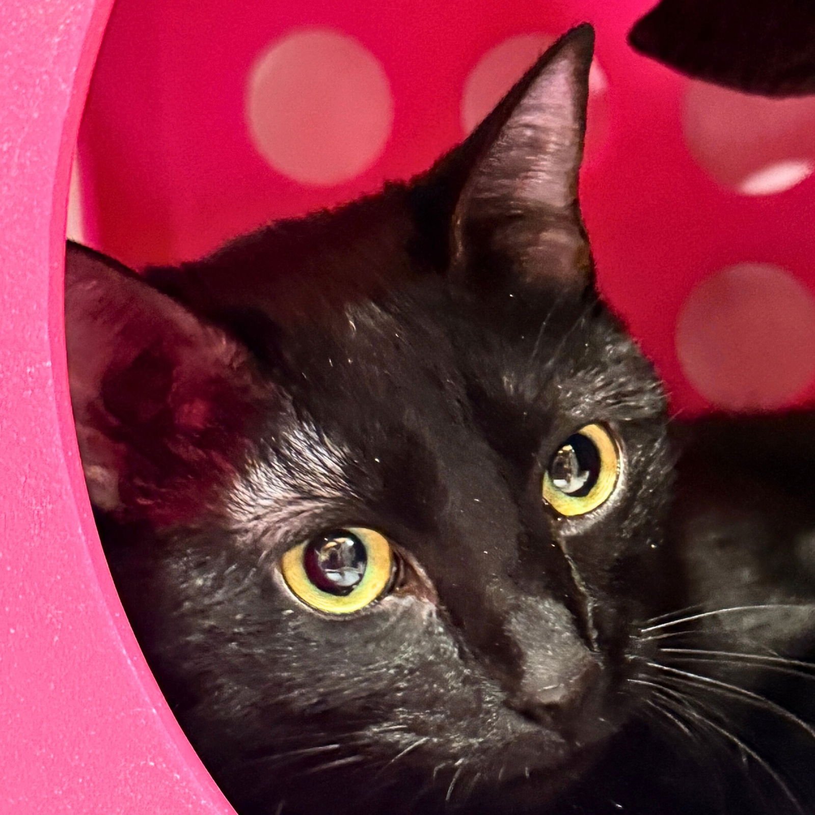 SPIRIT - Domestic Short Hair available for adoption