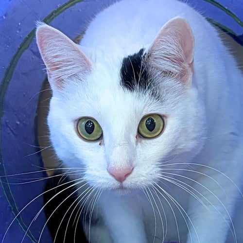 MISS YVONNE - Domestic Short Hair available for adoption