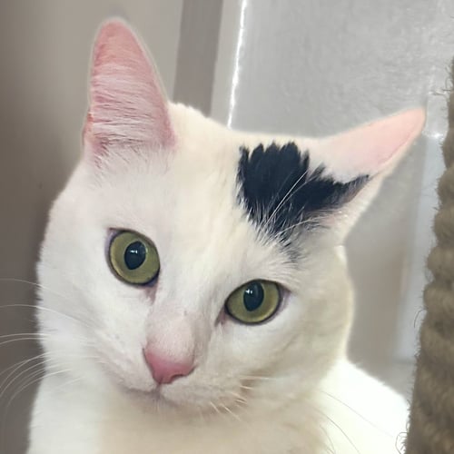 MISS YVONNE - Domestic Short Hair available for adoption