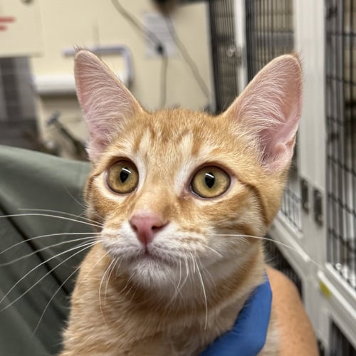 CHINOTTO - Domestic Short Hair available for adoption