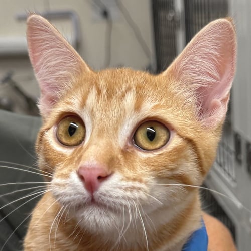 CHINOTTO - Domestic Short Hair available for adoption