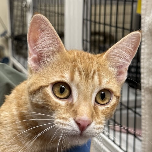 CHINOTTO - Domestic Short Hair available for adoption