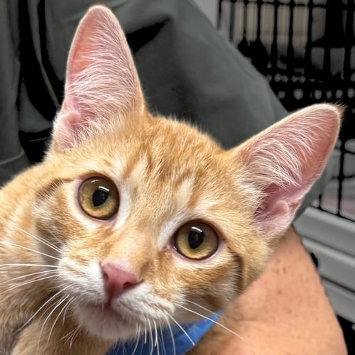 CHINOTTO - Domestic Short Hair available for adoption