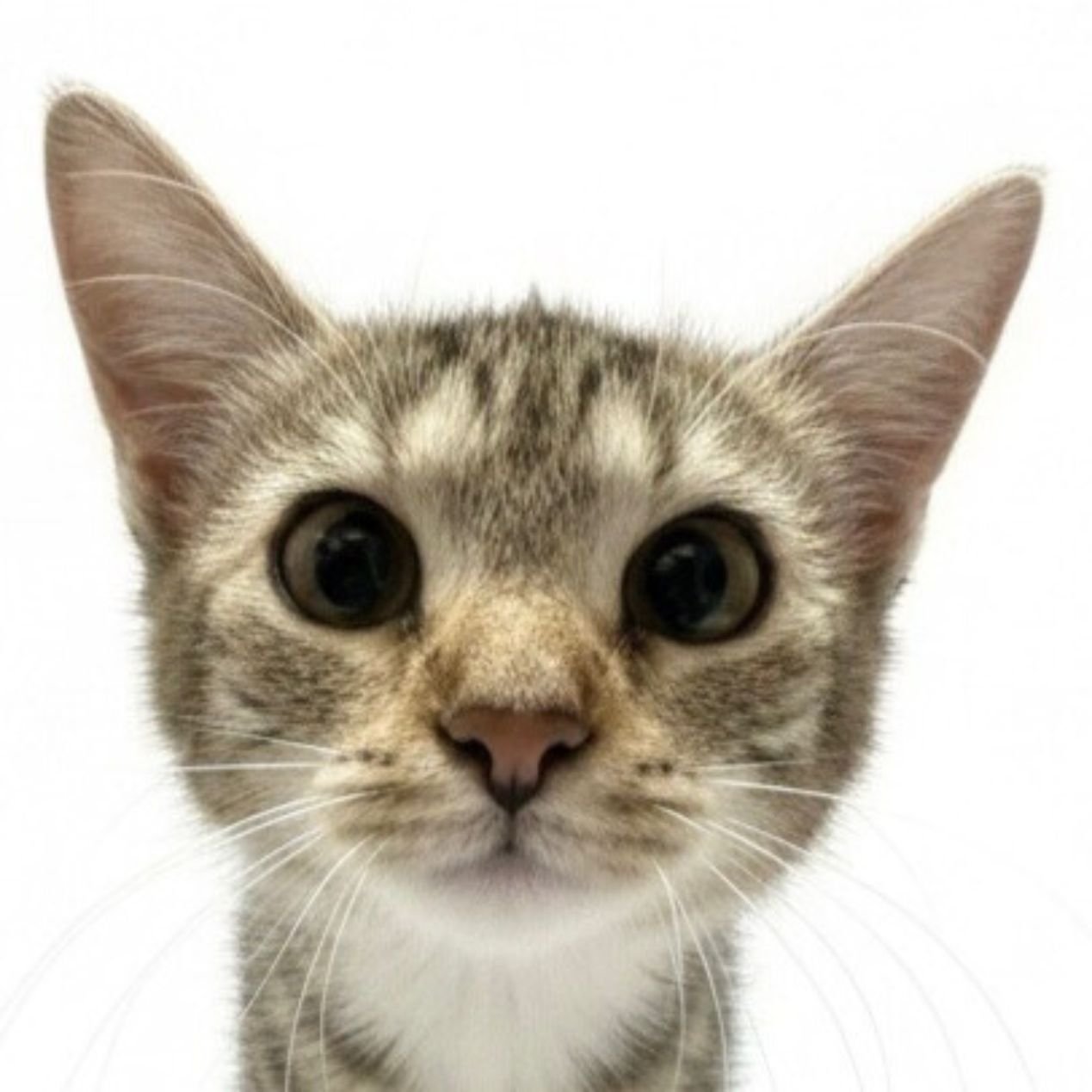 SANDY MARMALADE - Domestic Short Hair available for adoption