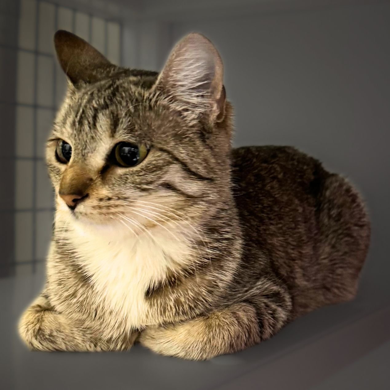 SANDY MARMALADE - Domestic Short Hair available for adoption