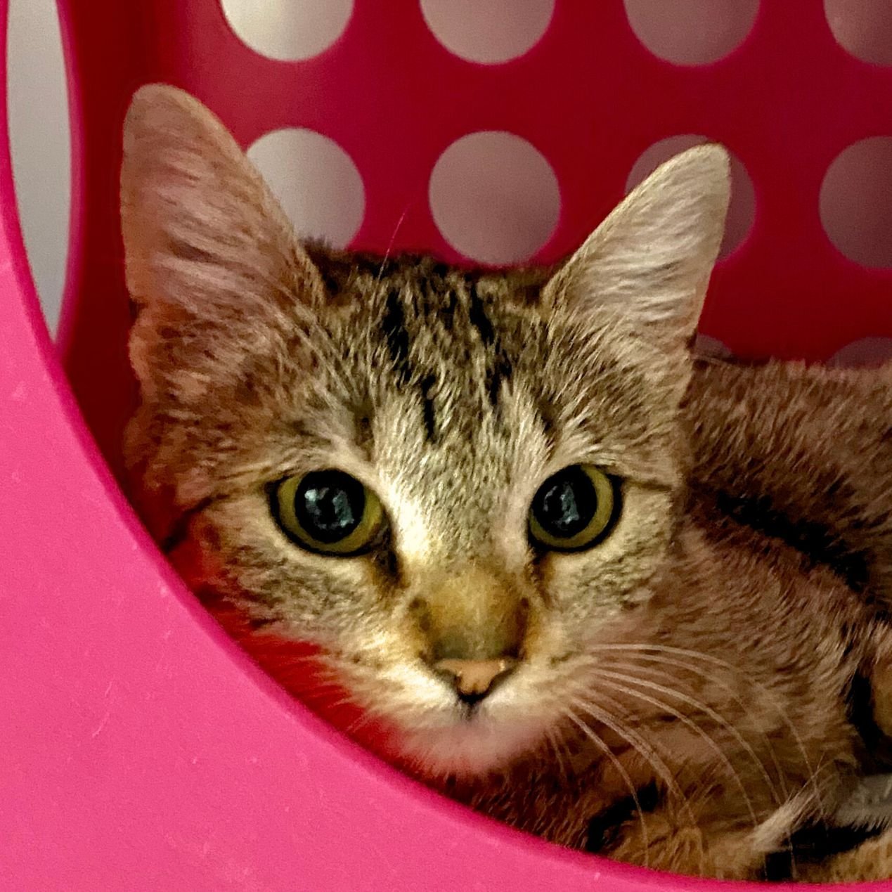 Sandy Marmalade - Photo 4