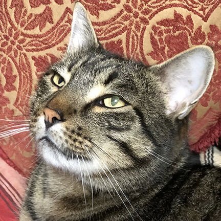 BIG KIT [AND GOOFY BOY AND LITTLE KIT] - Domestic Short Hair available for adoption