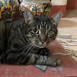 BIG KIT - Domestic Short Hair available for adoption