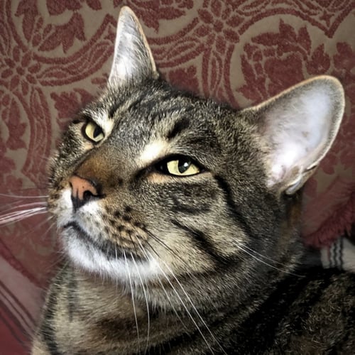 BIG KIT - Domestic Short Hair available for adoption