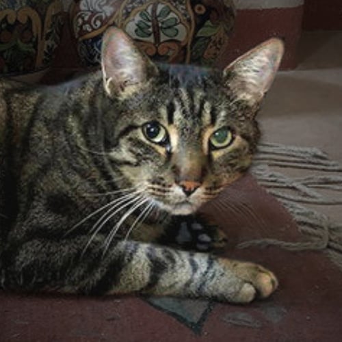 BIG KIT - Domestic Short Hair available for adoption
