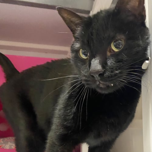 PANDASHAR [AND LOLO] - Domestic Short Hair available for adoption