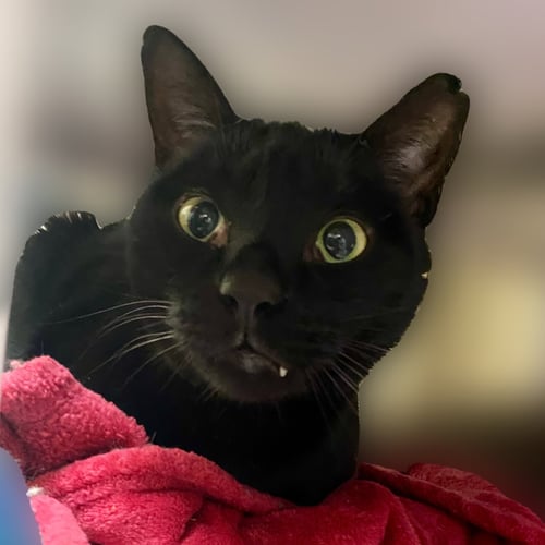 PANDASHAR [AND LOLO] - Domestic Short Hair available for adoption