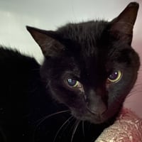 Pandashar [and Lolo] - Photo 3