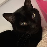 Pandashar [and Lolo] - Photo 4