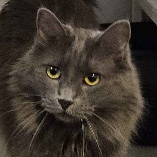 LAVENDER - Domestic Medium Hair available for adoption