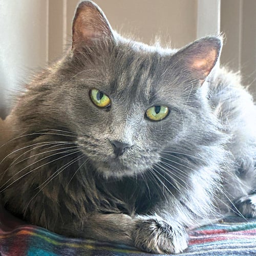 LAVENDER - Domestic Medium Hair available for adoption