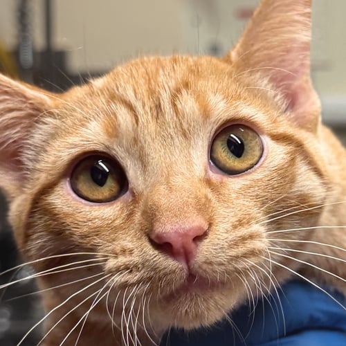 POMELO - Domestic Short Hair available for adoption