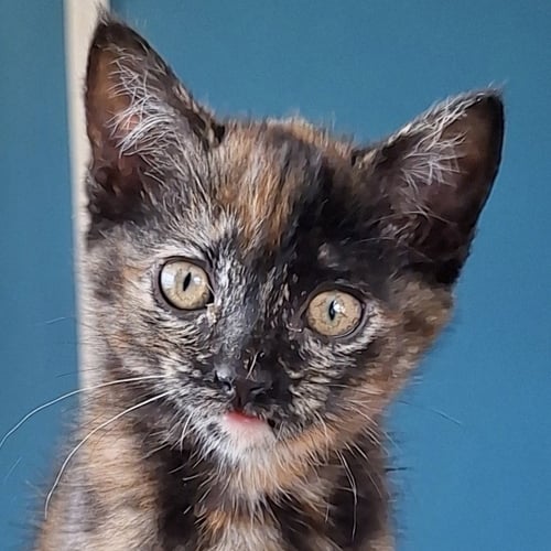 CLARABELLE - Domestic Short Hair available for adoption