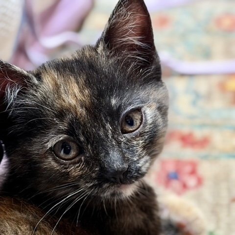 CLARABELLE - Domestic Short Hair available for adoption