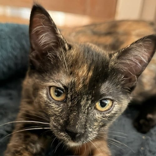 CLARABELLE - Domestic Short Hair available for adoption