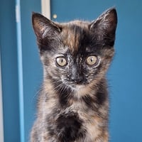 Clarabelle - Photo 3