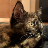 Clarabelle - Photo 3