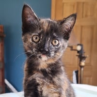 Clarabelle - Photo 4