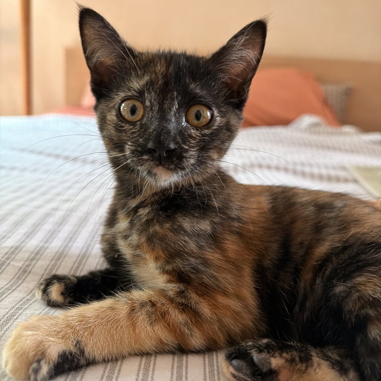 Clarabelle Image