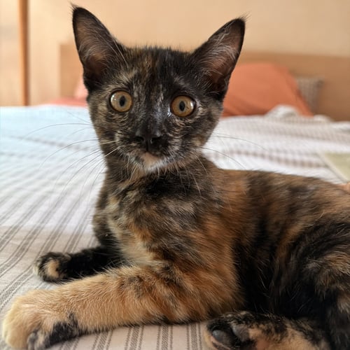 CLARABELLE - Domestic Short Hair available for adoption