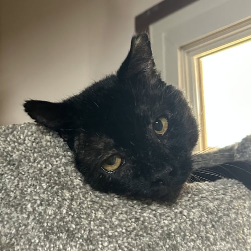 FILBERT [AND JEM] - Domestic Short Hair available for adoption