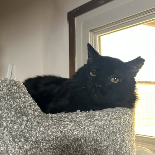 FILBERT [AND JEM] - Domestic Short Hair available for adoption