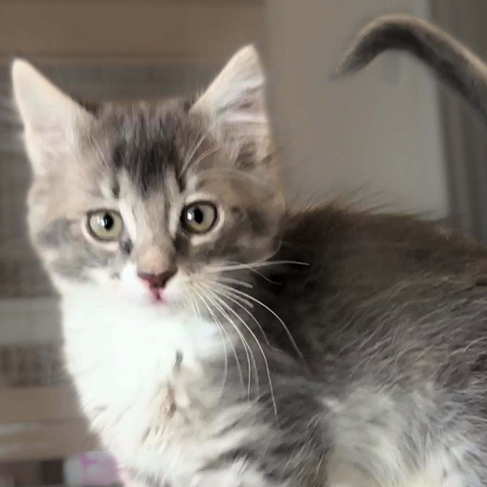 SOMBRERO - Domestic Medium Hair available for adoption