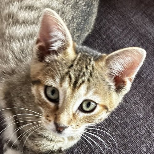 CAELUM - Domestic Short Hair available for adoption
