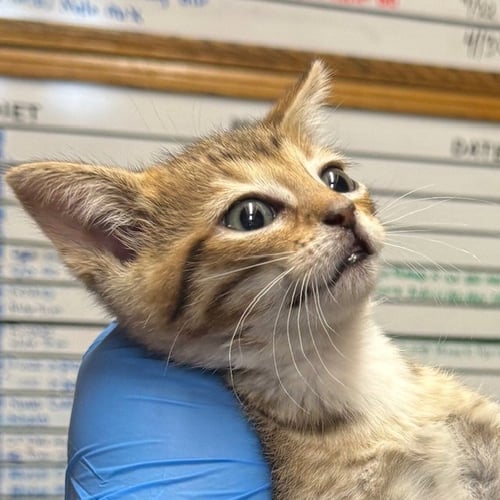 CAELUM - Domestic Short Hair available for adoption