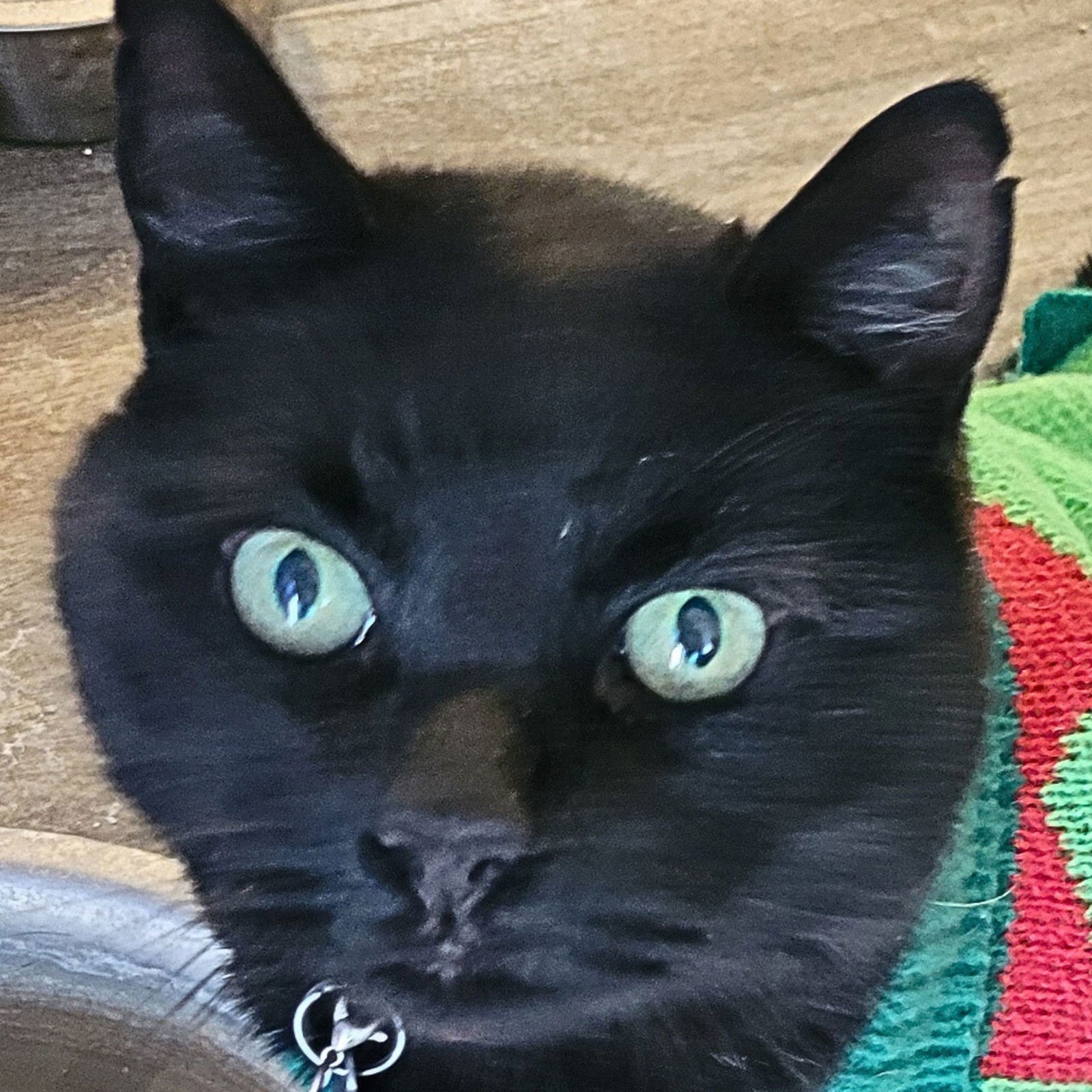 THOR - Domestic Medium Hair available for adoption