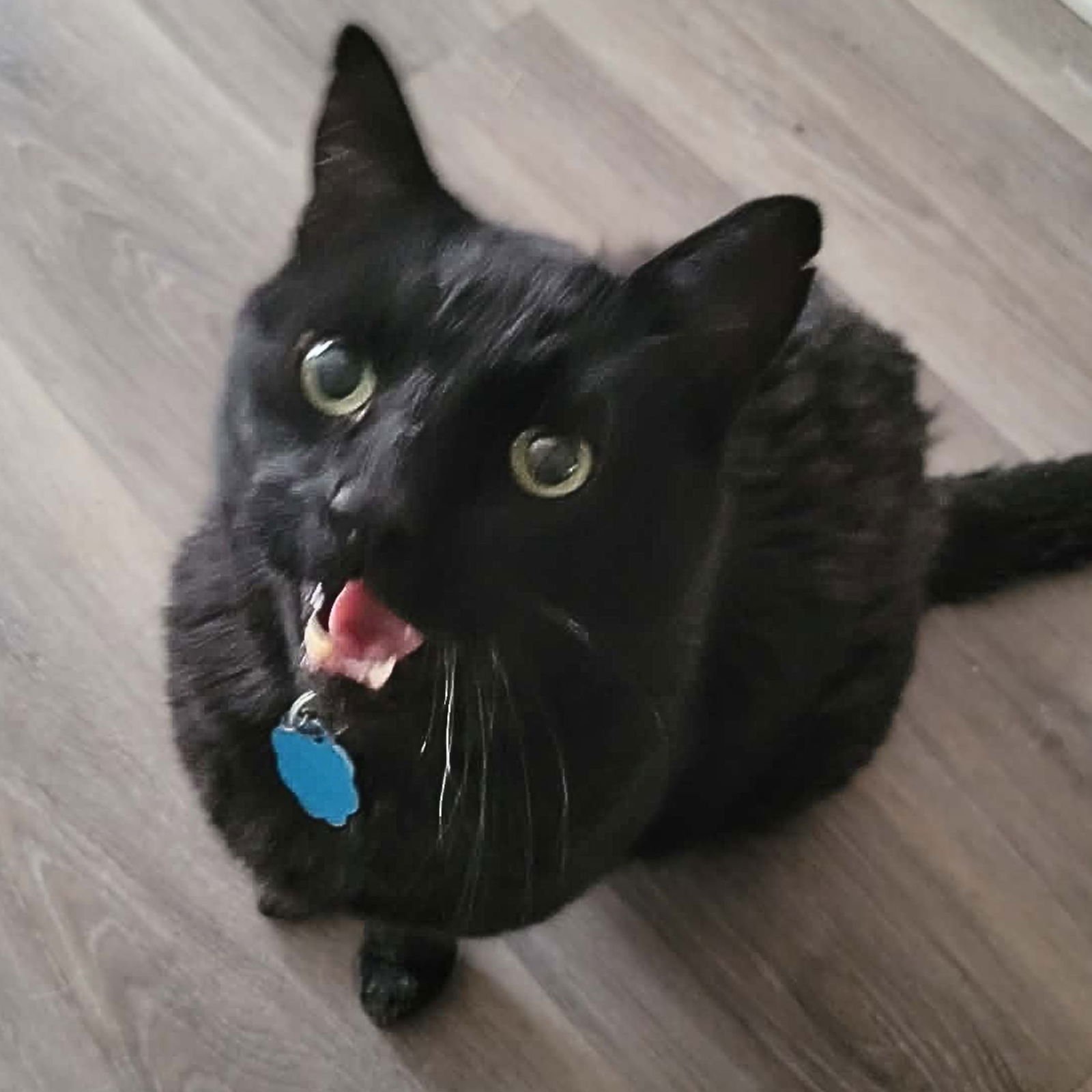 THOR - Domestic Medium Hair available for adoption